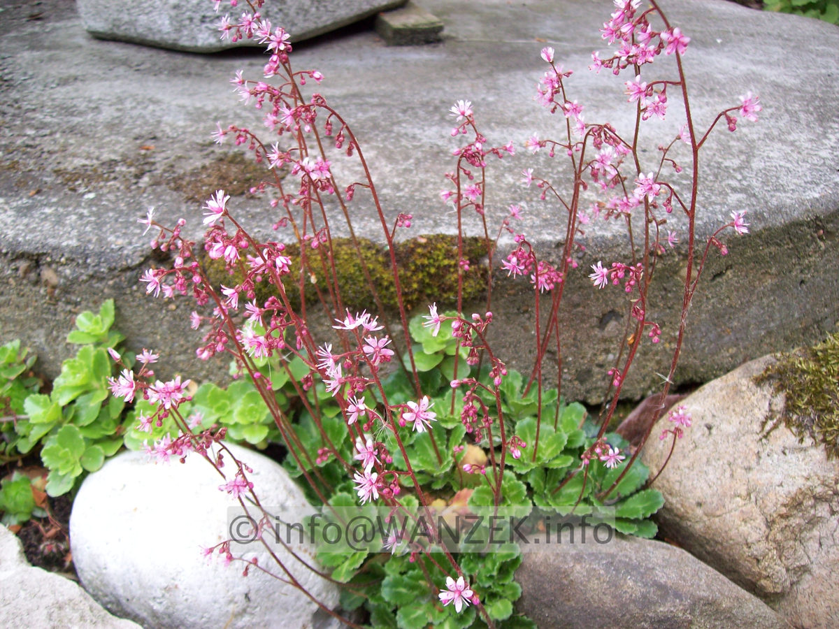 Saxifraga umbrosa.JPG